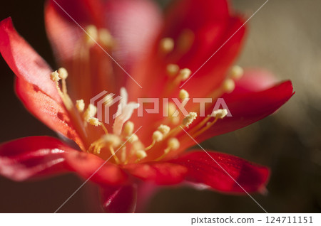 Rebutia minuscula cactus flower close up shot Rebutia minuscula cactus flower close up shot 124711151