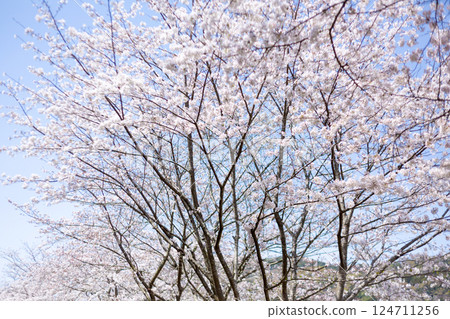 Row of cherry trees Row of cherry trees 124711256