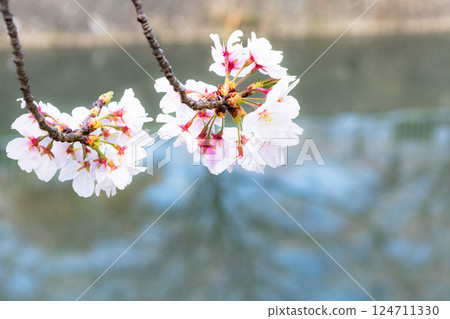 Two gently blooming cherry blossom branches with copy space 124711330