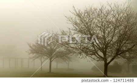 Shirai Park in Shirai City, Chiba Prefecture, shrouded in mist in the early morning - A magical and tranquil row of cherry trees Shirai Park in Shirai City, Chiba Prefecture, shrouded in mist in the early morning - A magical and tranquil row of cherry trees 124711489