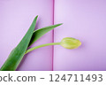 Light yellow green color one tulip flower on a pink background 124711493