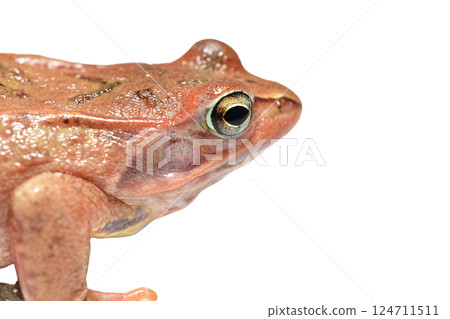 The ground pink toad sits quietly. The ground pink toad sits quietly. 124711511