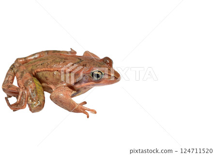 A pink ground toad sits quietly. 124711520