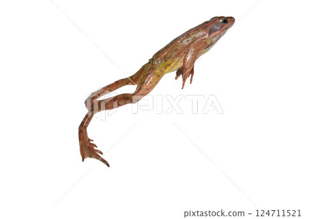 The toad was filmed in the act of jumping. The toad was filmed in the act of jumping. 124711521
