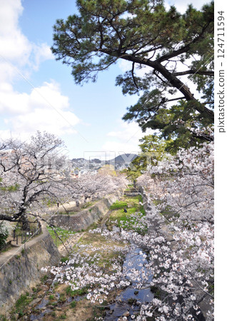 Mukawa的櫻花 Mukawa的櫻花 124711594