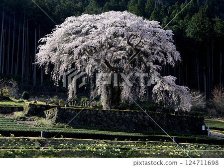 Weeping cherry tree bathed in the morning sun 124711698