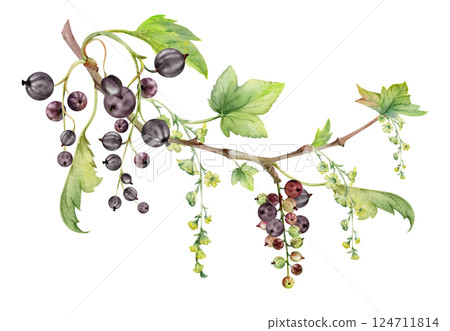 Currant gooseberry with green leaves, long flower clusters, garden berry hanging on branches. Isolated illustration hand drawn in watercolor. Craft eco cosmetics, aroma candles, jam jar food labels Currant gooseberry with green leaves, long flower clusters, garden berry hanging on branches. Isolated illustration hand drawn in watercolor. Craft eco cosmetics, aroma candles, jam jar food labels 124711814