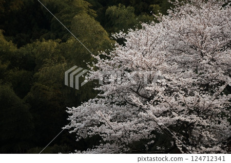 Cherry blossoms blooming in the spring forest 124712341