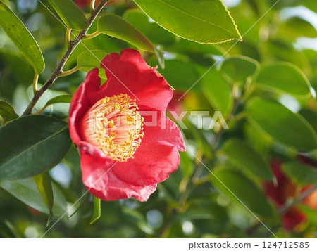 紅山茶花 124712585