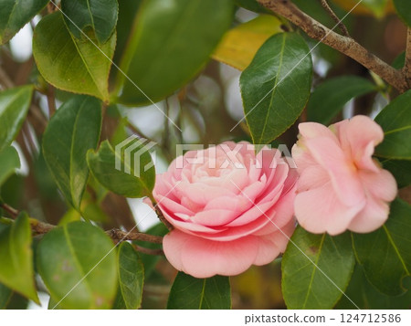 Beautiful pink camellia flowers 124712586