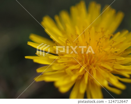 Yellow dandelion macro photography Yellow dandelion macro photography 124712647