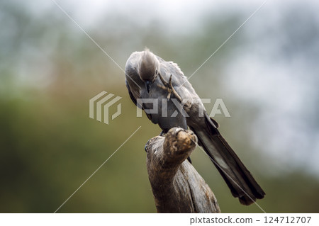 Grey go away bird in Greater Kruger National park, South Africa Grey go away bird in Greater Kruger National park, South Africa 124712707