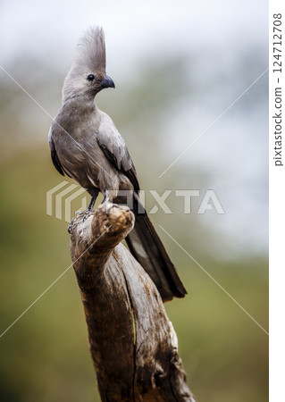 Grey go away bird in Greater Kruger National park, South Africa 124712708