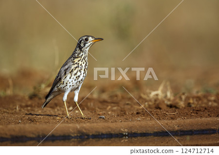 Groundscraper Thrush in Greater Kruger National park, South Africa Groundscraper Thrush in Greater Kruger National park, South Africa 124712714