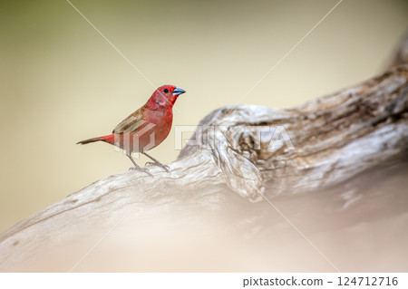 Jameson Firefinch in Greater Kruger National park, South Africa 124712716