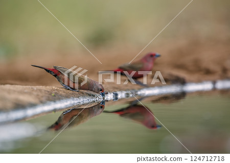 Jameson Firefinch in Greater Kruger National park, South Africa 124712718