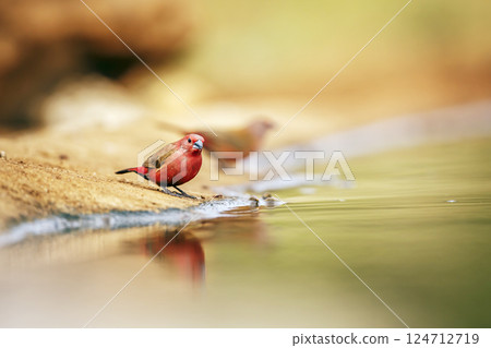 Jameson Firefinch in Greater Kruger National park, South Africa Jameson Firefinch in Greater Kruger National park, South Africa 124712719
