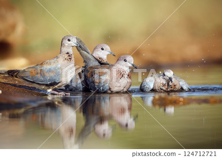 Laughing Dove in Greater Kruger National park, South Africa Laughing Dove in Greater Kruger National park, South Africa 124712721