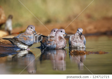 Laughing Dove in Greater Kruger National park, South Africa 124712723