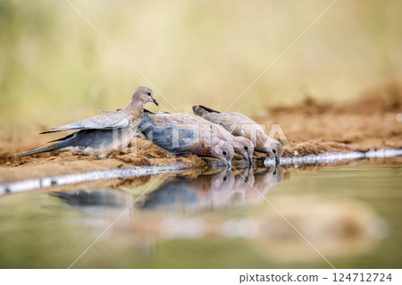 Laughing Dove in Greater Kruger National park, South Africa Laughing Dove in Greater Kruger National park, South Africa 124712724
