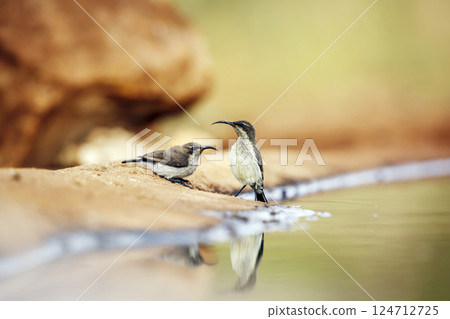 Mariqua Sunbird in Greater Kruger National park, South Africa 124712725