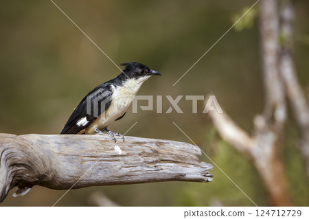 Pied Cuckoo in Greater Kruger National park, South Africa Pied Cuckoo in Greater Kruger National park, South Africa 124712729