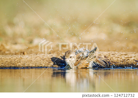 Red-backed Shrike in Greater Kruger National park, South Africa 124712732