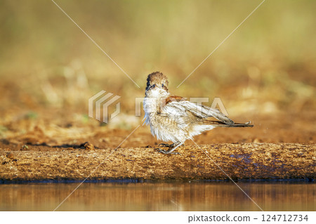 Red-backed Shrike in Greater Kruger National park, South Africa 124712734