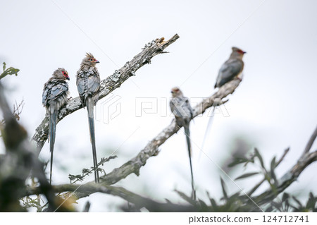 Red faced Mousebird Red faced Mousebird in Greater Kruger National park, South Africa 124712741