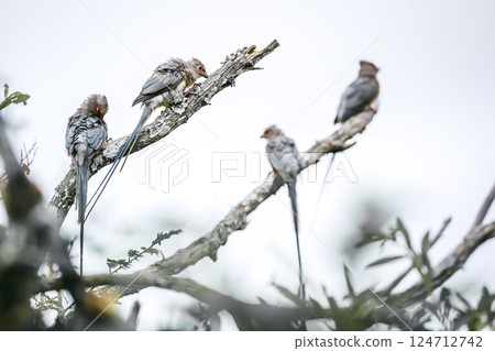 Red faced Mousebird Red faced Mousebird in Greater Kruger National park, South Africa Red faced Mousebird Red faced Mousebird in Greater Kruger National park, South Africa 124712742