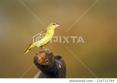 Village weaver in Greater Kruger National park, South Africa 124712744