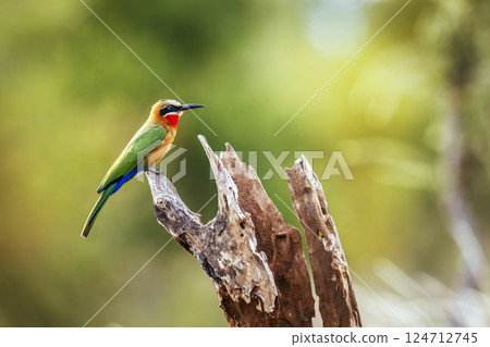 White fronted Bee eater in Greater Kruger National park, South Africa 124712745