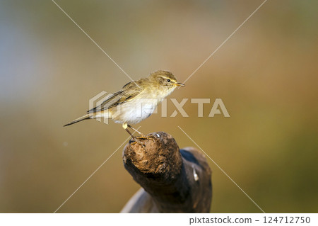 Willow Warbler in Greater Kruger National park, South Africa 124712750