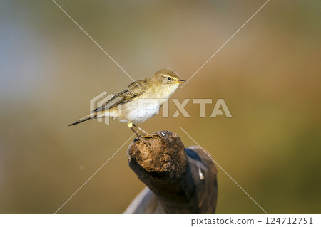 Willow Warbler in Greater Kruger National park, South Africa Willow Warbler in Greater Kruger National park, South Africa 124712751