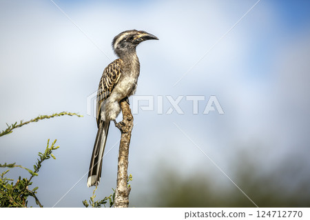 African Grey Hornbill in Greater Kruger National park, South Africa 124712770