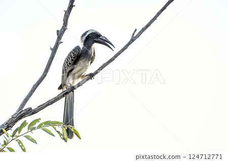 African Grey Hornbill in Greater Kruger National park, South Africa 124712771