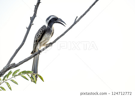 African Grey Hornbill in Greater Kruger National park, South Africa 124712772