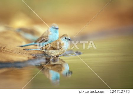 Blue breasted Cordonbleu in Greater Kruger National park, South Africa 124712773