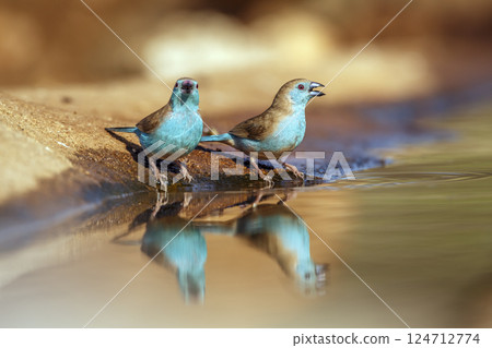 Blue breasted Cordonbleu in Greater Kruger National park, South Africa 124712774