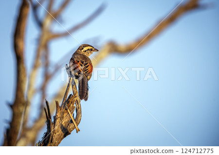Brown crowned Tchagra in Greater Kruger National park, South Africa Brown crowned Tchagra in Greater Kruger National park, South Africa 124712775
