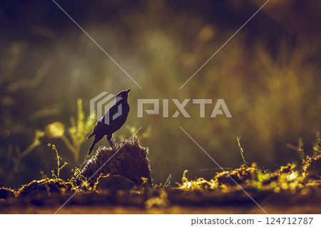 Cape Glossy Starling in Greater Kruger National park, South Africa Cape Glossy Starling in Greater Kruger National park, South Africa 124712787