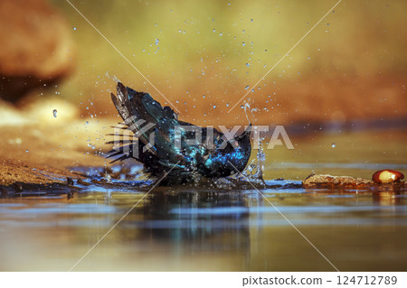 Cape Glossy Starling in Greater Kruger National park, South Africa Cape Glossy Starling in Greater Kruger National park, South Africa 124712789