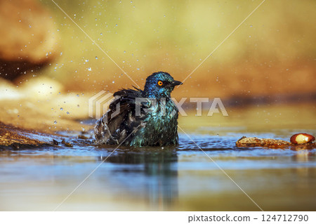 Cape Glossy Starling in Greater Kruger National park, South Africa Cape Glossy Starling in Greater Kruger National park, South Africa 124712790