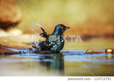 Cape Glossy Starling in Greater Kruger National park, South Africa 124712791