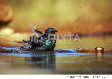 Cape Glossy Starling in Greater Kruger National park, South Africa Cape Glossy Starling in Greater Kruger National park, South Africa 124712792