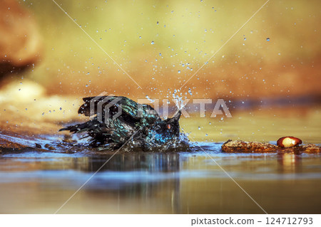 Cape Glossy Starling in Greater Kruger National park, South Africa Cape Glossy Starling in Greater Kruger National park, South Africa 124712793