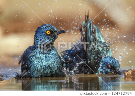 Cape Glossy Starling in Greater Kruger National park, South Africa Cape Glossy Starling in Greater Kruger National park, South Africa 124712794