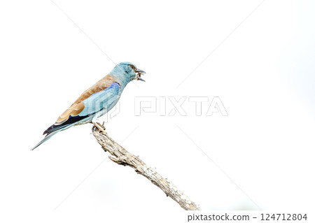 European Roller in Greater Kruger National park, South Africa 124712804