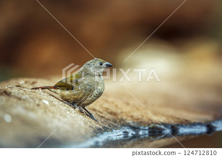 Green winged Pytilia in Greater Kruger National park, South Africa 124712810