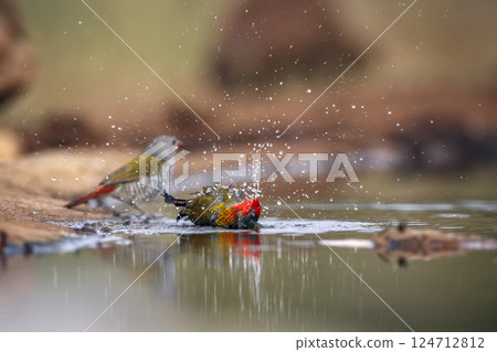 Green winged Pytilia in Greater Kruger National park, South Africa 124712812